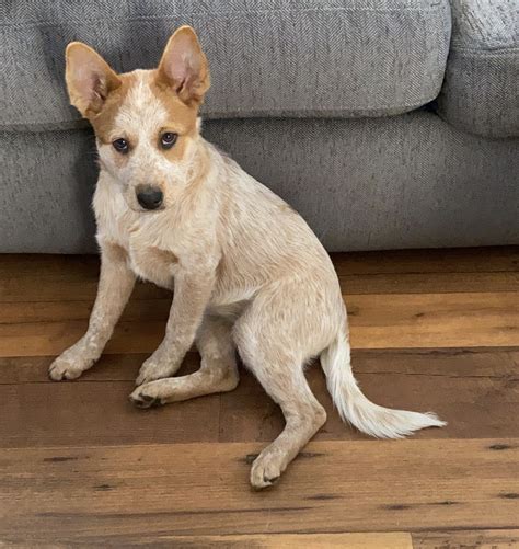 Puppy Culture, early neurological stimulation, socialization, and raised in our home. . Red heelers for sale